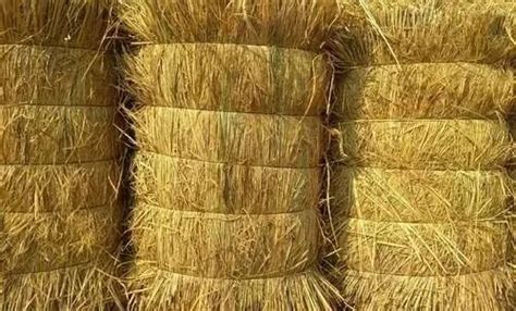 Dry Grass At Rs 5000unit Dried Grass In Palghar Id 20348900648