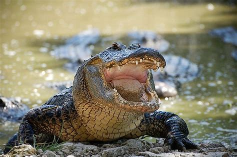 The Animals Of The Florida Everglades