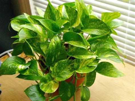A legjobb légtisztító növények a szobádba | Kuffer