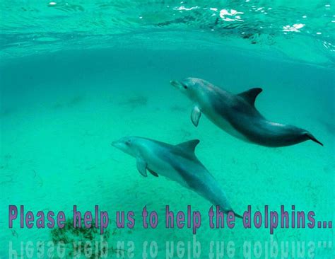 Save The Dolphins Dolphin Way