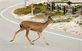 Hit A Deer Insurance Claim Photos
