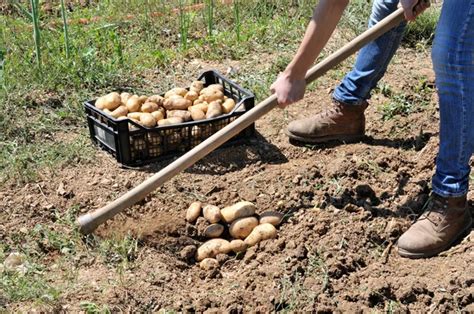 Farmer Harvesting Potatoes Farm Stock Photo By ©londondeposit 309337160
