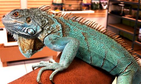 Blue Iguana Pet Store Petspare