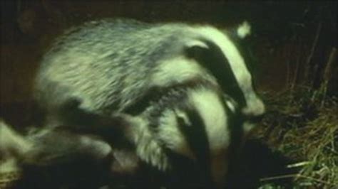 Badger Cull Police Plan In South West Sparks Concern Bbc News