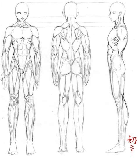 Study Muscles M Anatomy Art Drawing Poses Art Reference Poses