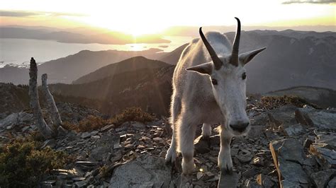 Wild Mountain Goats Amazing Rock Climbers Youtube
