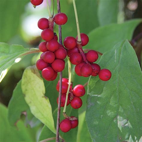 Schisandra chinensis, schisandra chinensis var. Pin on Natural Ingredients
