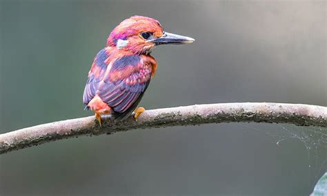 This Super Rare Bird Has Been Photographed For The First Time