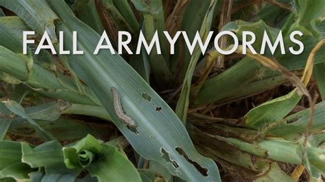 Fall Armyworms Identification Damage Indications And Control