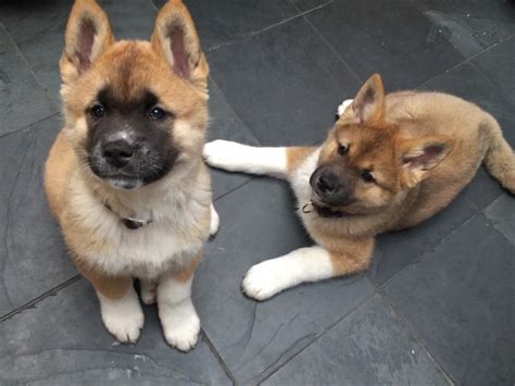 I Bought Two Female Akita Cross Puppies Fromt He Same Litter Seeking