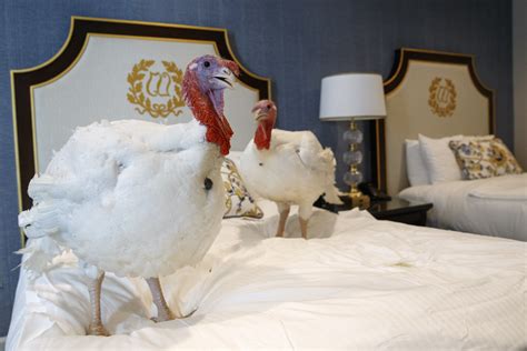 president trump pardons pair of turkeys — the strange truth behind the tradition wvtf