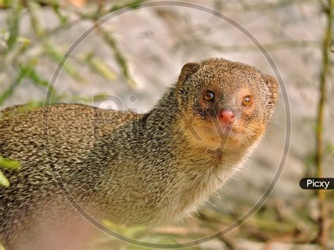 Mongoose Wallpapers Top Free Mongoose Backgrounds Wallpaperaccess