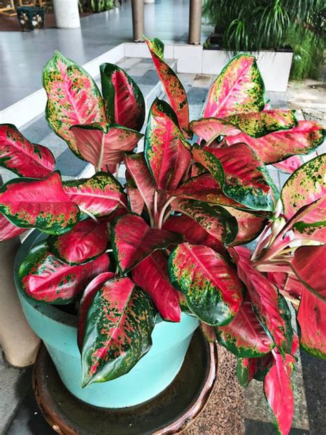 12 Most Colorful Aglaonema Varieties You Can Grow Balcony Garden Web