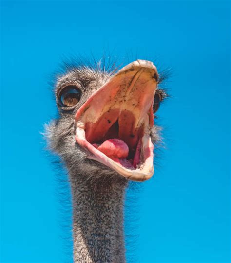 Angry Ostrich Stock Photos Pictures And Royalty Free Images Istock