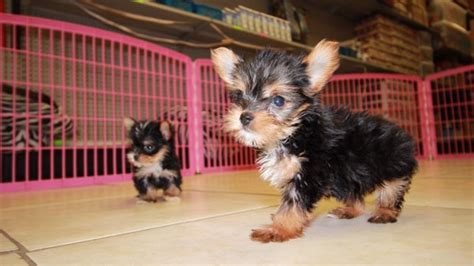 Charming Teacup Yorkie Puppies For Sale In Georgia At Puppies For