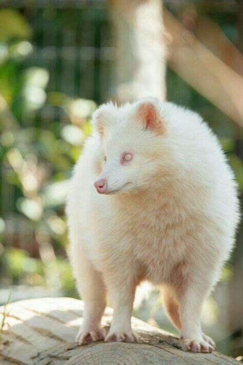 White Tanuki Raccoon Dog Amazing Animals Interesting Animals Pretty