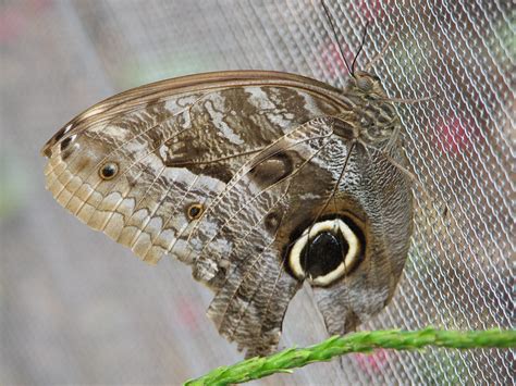 Part or all of this entry has been imported from the 1913 edition of webster's dictionary, which is now free of copyright and hence in the public domain. Caligo eurilochus