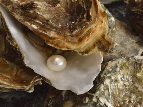 Pearl Oyster Farming Process Site Selection Pearl Farming Types