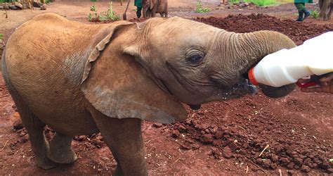 Daphne Sheldrick Elephant Orphanage Kenya Safaris