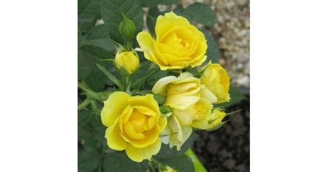 Buy Rose Miniature Yellow Online At Cheap Price Indias Biggest