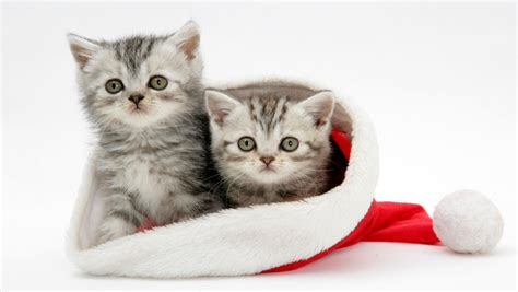 Christmas Cat Free Download Cute Christmas Cat Hd Wallpapers For