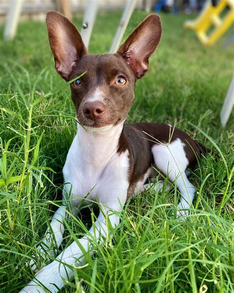 Chihuahua Miniature Pinscher Mix The Ultimate Guide 2023 Myk9life