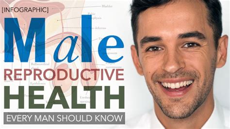 Penis Health Infographic Male Reproductive Health Facts