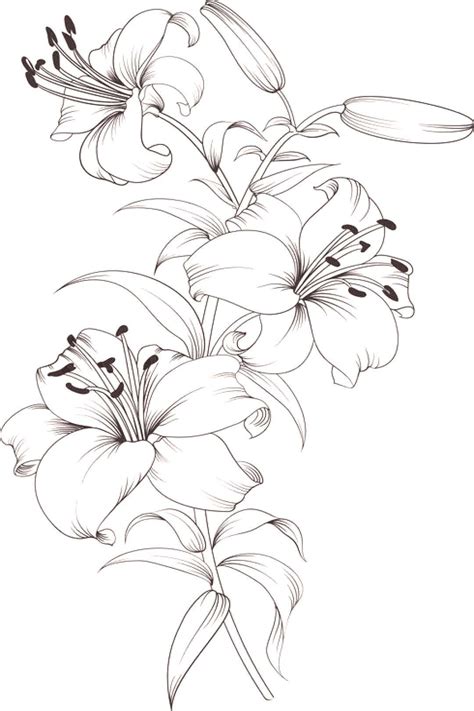 Tiger Lilies Stargazer Lilies Print And Color In 2020 Flower