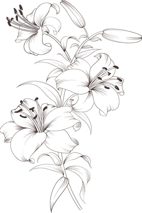 Find more tiger lily coloring page pictures from our search. Tiger lilies. Stargazer lilies. Print & color. in 2020 ...