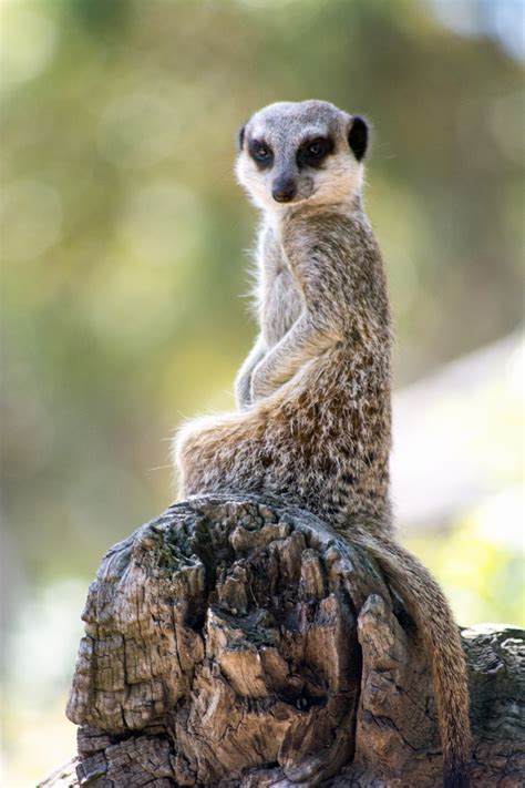 Meerkat On Duty Free Stock Photo Public Domain Pictures