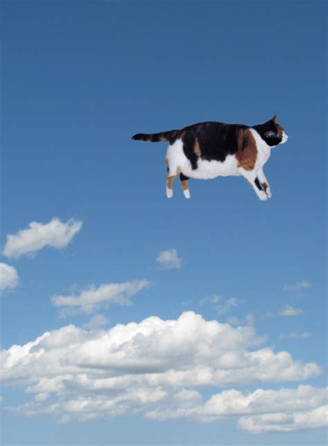 Fat Cat Flying Tumblr