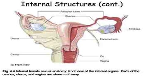 Download Free Medical Female Sexual Anatomy And Physiology Powerpoint Presentation