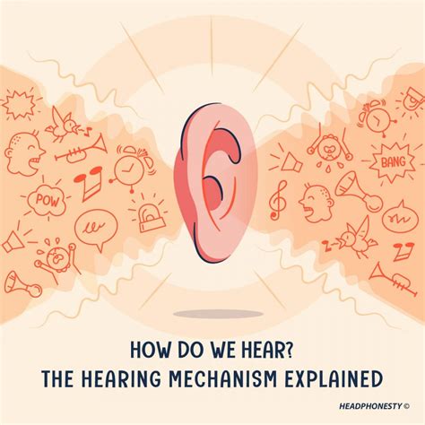 How Do Human Hear Sound The Hearing Mechanism Explained Headphonesty