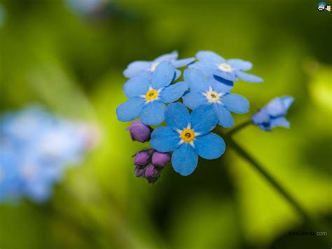 You can see a sample here. Forget Me Not Wallpaper #11