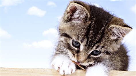 10 Perfect Desktop Background Cat You Can Download It For Free