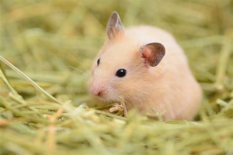 Hamster Care Basics For Beginner Pet Owners Hamster Care Guide