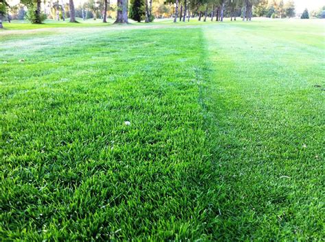 Quilchena Golf Club Turf Care Why Is The Rough Sorough