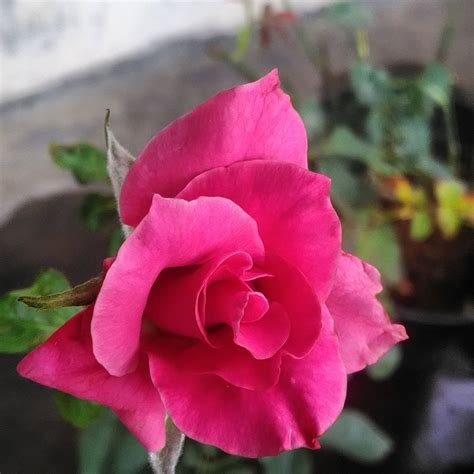 Berbagai info mengenai gambar bunga mawar merah berduri dan tanaman lain nya juga dapat. Terkeren 11+ Bunga Mawar Yang Tak Berduri - Gambar Bunga HD