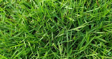 The following is a short list of some of the more common emerald zoysia is a very fine textured grass. How to Eliminate Zoysia Grass from Your Lawn - Girard on Girard