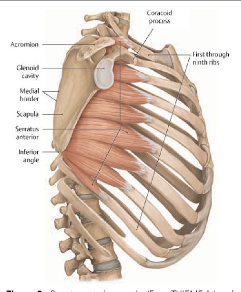 Figure 6 From Introduction To Chest Wall Reconstruction Anatomy And