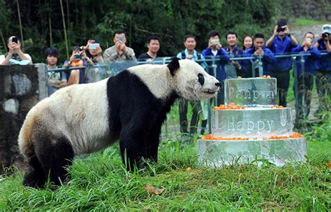 Worlds Oldest Male Panda Dies