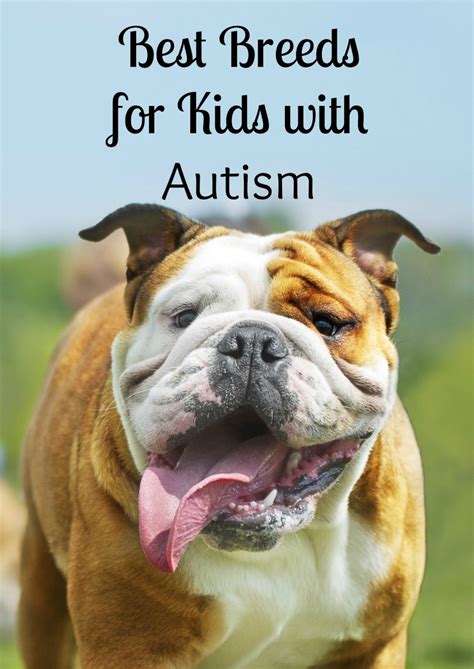 Best Dogs For Kids With Autism Dogvills