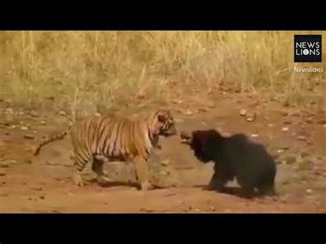 Luta entre urso e tigre é filmado na Índia Veja aqui YouTube