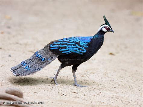 Imperial Pheasant Birds Of Feather