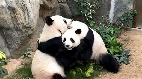 Intentaron Que Estos Pandas Se Aparearan Por 10 Años Por Fin Lo