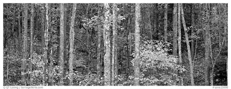 Panoramic Black And White Picturephoto Fall Forest Scenery Black