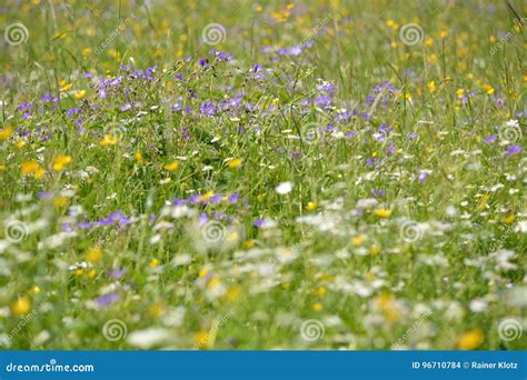 Bavarian Alps With Flowers Stock Photo Image Of German 96710784
