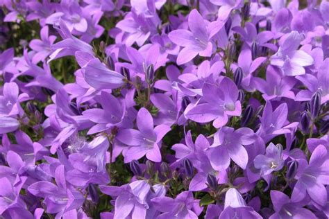 Purple Flowers Wallpapers ·① Wallpapertag