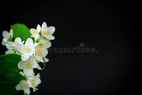 Beautiful White Jasmine Flowers On A Branch Isolated On Black Stock