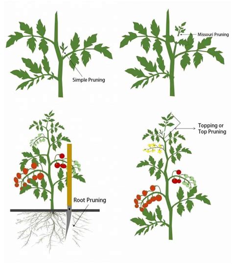 Here Is A Great Little Info Graphic About Pruning Tomato Plants